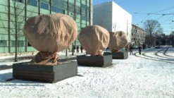 CUPA Kuipplantenbeschermhoes 0,8x1,0m - 2st - Vorstbescherming -Tuinieren Winkel 9042260 cupa toepassing 1