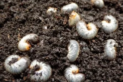 Aaltjes Tegen Engerlingen ECOstyle -Tuinieren Winkel aaltjes tegen engerlingen product 2