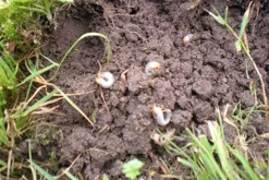 Aaltjes Tegen Engerlingen ECOstyle -Tuinieren Winkel aaltjes tegen engerlingen schadebeeld 2