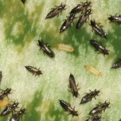 Aaltjes Tegen Larven Trips ECOstyle -Tuinieren Winkel aaltjes tegen larve trips larven zo zien ze eruit