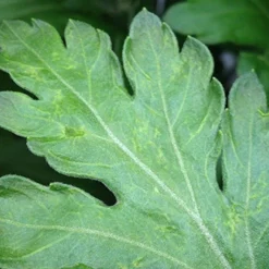 Aaltjes Tegen Larven Trips ECOstyle -Tuinieren Winkel aaltjes tegen larve trips schadebeeld trips 1