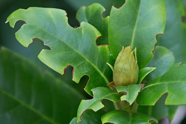 Aaltjes Tegen Larven Taxus- En Snuitkever ECOstyle 2 Aaltjes Tegen Larven Taxus- En Snuitkever ECOstyle - Afbeelding 2