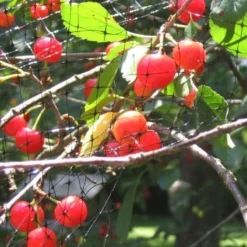 Arta Tuinnet 10x10m OP=OP