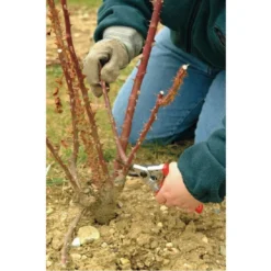 FELCO 10 Snoeischaar Linkshandig -Tuinieren Winkel felco 10 snoeischaar linkshandig 1061 felco 10 horticulture