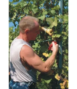 FELCO 310 Fruit- En Bloemenschaar -Tuinieren Winkel felco 310 fruit en bloemenschaar 1061 felco 310 viticulture 2003 dscf3075