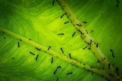 Aaltjes Tegen Mieren ECOstyle -Tuinieren Winkel mieren bestrijden aaltjes tegen mieren 2