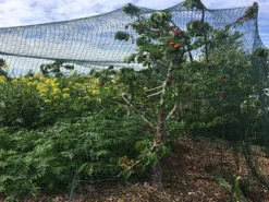 Robusta Tuinnet 8x8m -Tuinieren Winkel robusta afdeknet toepassing 800600 4