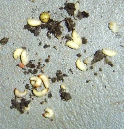 Aaltjes Tegen Larven Taxus- En Snuitkever ECOstyle 14 Aaltjes Tegen Larven Taxus- En Snuitkever ECOstyle -Tuinieren Winkel taxuskever larve bestrijden hoge temperatuur